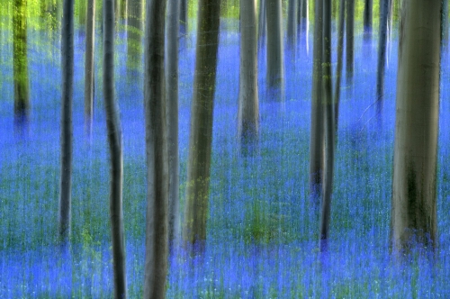 8-nature-photography-forest-photography-hallerbos-blue-forest-halle-belgium